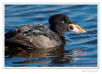 surf scoter 5.jpg